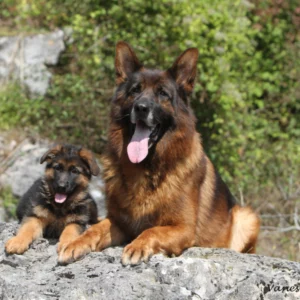 Lando-et-Sawyer Mont d'Osiris