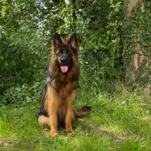 Terzia_Mont_d_Osiris