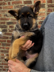 Adoption chiot: Zantos Mont d&rsquo;Osiris