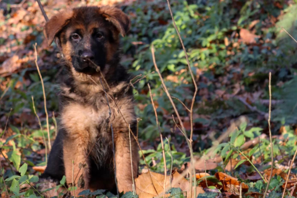 Le chiot pose dans les bois.
